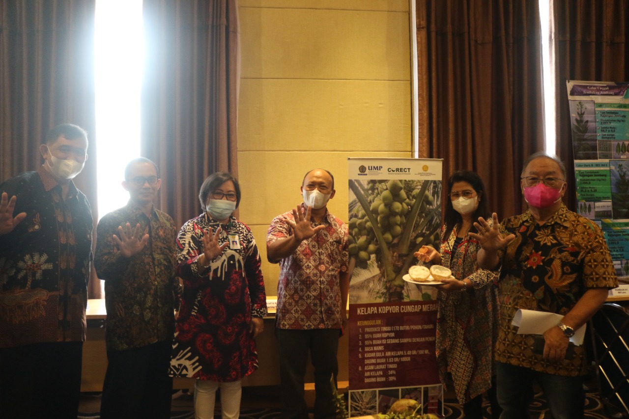 Kelapa kopyor UMP lolos uji pelepasan varietas Kementerian Pertanian